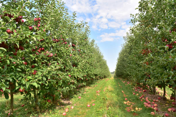 istock apple trees on a plantation - fruit growing and harvesting 1160832880