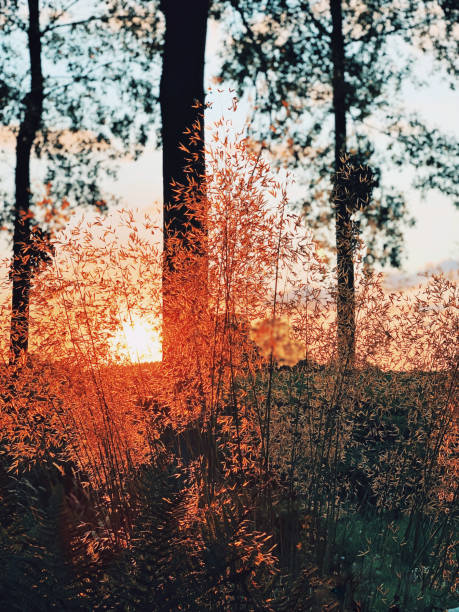 istock Golden grasses lit by the evening sun 1160832904