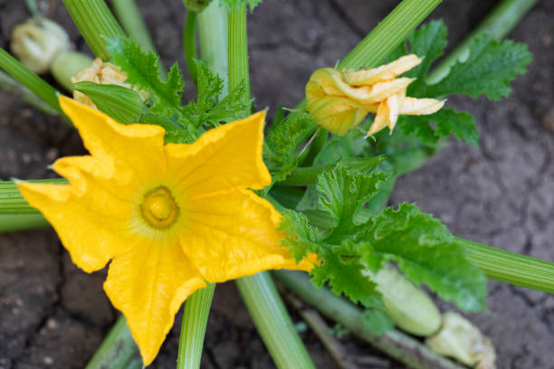 zucchini - planting growth plant gourd imagens e fotografias de stock