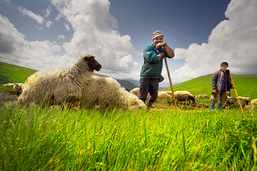 Ukraine, Yasinya, June 20, 2019: All summer mountain shepherds graze a huge flock of sheep in the Carpathians on Mount Svydovets on alpine pastures with the help of dogs