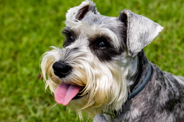 Gray Schnauzer Mini at Green Grass Background A gray schnauzer mini dog at a green grass background seems extremely happy and is looking to some point out of the frame schnauzer stock pictures, royalty-free photos & images