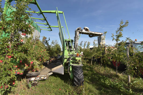 modern apple harvest with a harvesting machine on a plantation with fruit trees