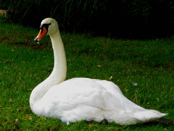 istock white swan with a red beak resting on the grass 1160834212
