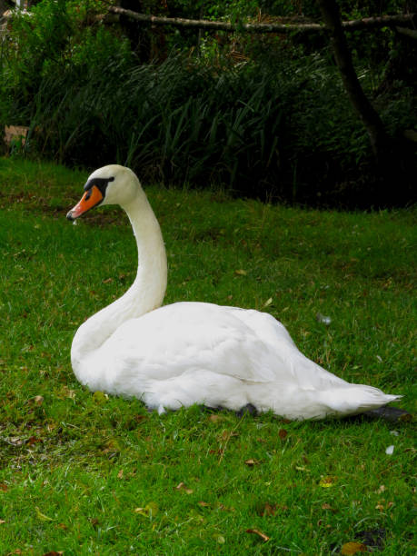 istock white swan with a red beak resting on the grass 1160834220