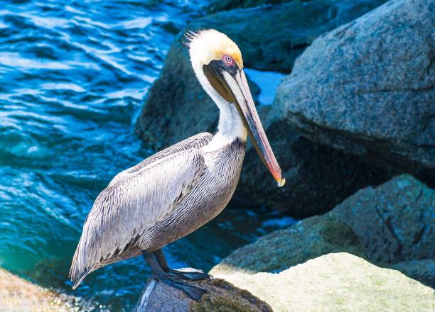 istock Sebastian the Pelican 1160834785
