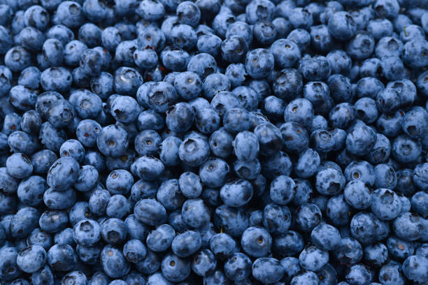 istock Fresh blueberry background. Texture blueberry berries close up. 1160835532