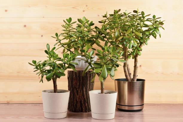 istock Succulent houseplant Crassula ovata in a pot on rustic background 1160835577