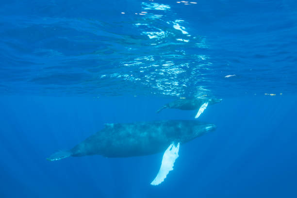istock Humpback Whale Calf and Mother in Blue Water 1160836907