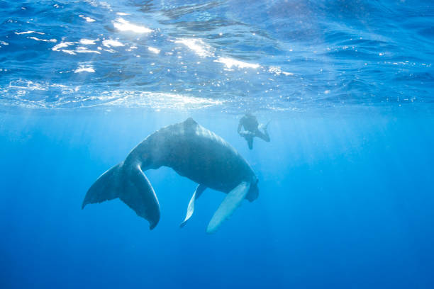 istock Snorkeler and Humpback Whale 1160836940
