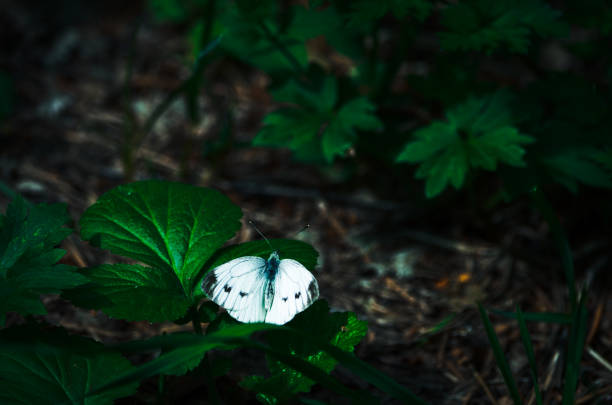 istock A white butterfly in green a park 1160837061