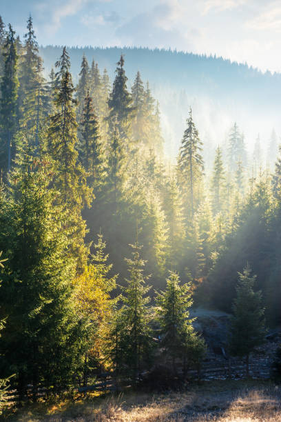 istock foggy sunrise in spruce forest 1160838746