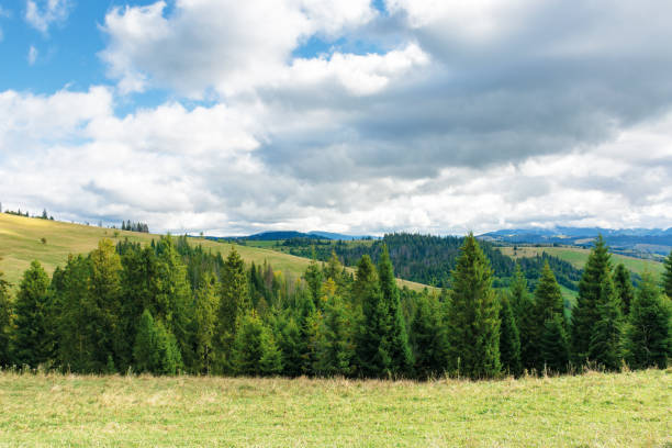istock spruce trees on the meadow i mountains 1160838830
