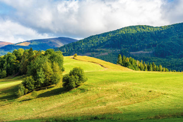 istock trees on the meadow i mountains 1160838831