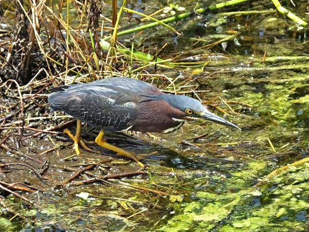 istock Green Heron (Butorides virescens) foraging in the Florida wetlands 1160839744