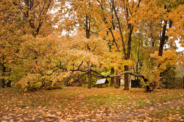 istock Autumnal Park. Autumn Trees And Leaves. Fall 1160839994