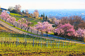 landscape around Gimmeldingen during the almond blossom in spring