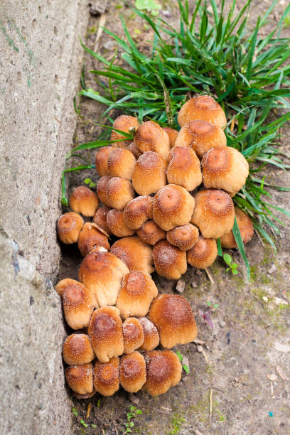 Young fruit bodies of Glistening Inkcap Mushroom (Coprinellus micaceus) closeup Young fruit bodies of Glistening Inkcap Mushroom (Coprinellus micaceus) near concrete wall psathyrellaceae stock pictures, royalty-free photos & images