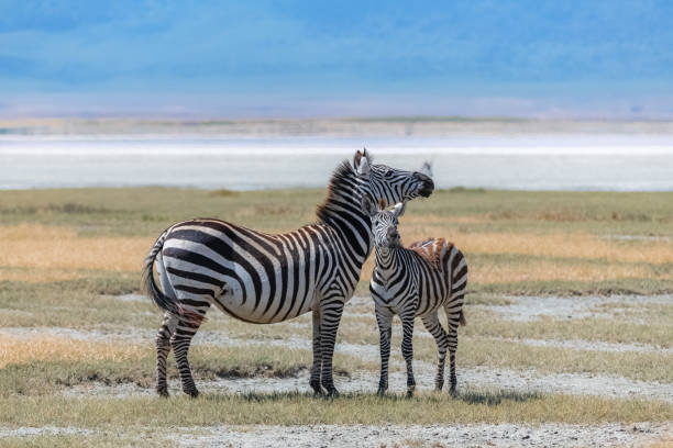 istock Two zebras in the savannah 1160841216