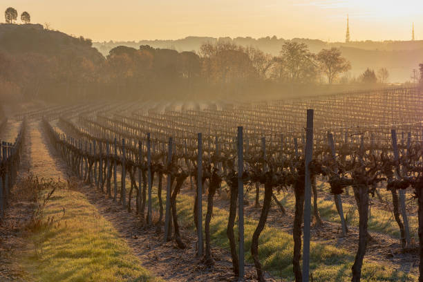 Raimat vineyard landscapes with the system of irrigation by dripping water, at sunset. Raimat wines. Cabernet Sauvignon, Merlot, syrah, Ull de llebre, Xarel·lo, Pynot noir, Sauvignon blanc, albariño stock photo