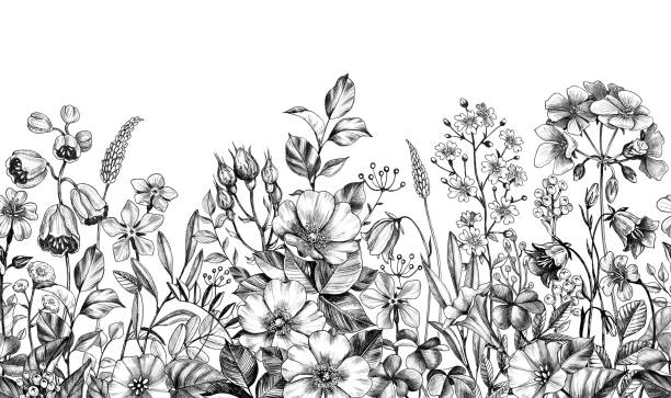 Seamless border with meadow plants Seamless border made with hand drawn monochrome meadow plants, dog rose and wildflowers in row on white background. Pencil drawing elegance floral pattern in vintage style. wildflower drawing stock illustrations