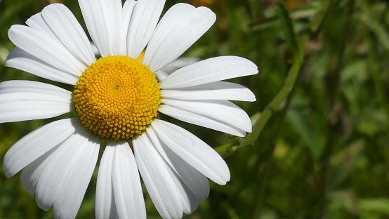 Beautiful large summer daisy, Shasta daisy in bloom, lansdcape