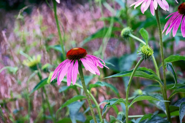 Pink coneflower in the garden