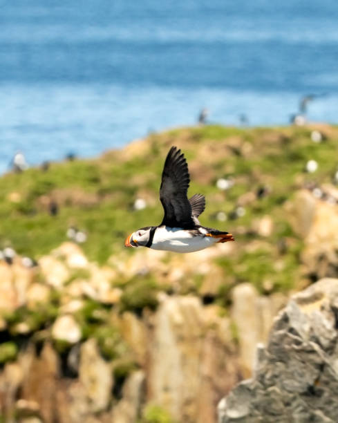 istock Puffin flying over a coastal seascape in Newfoundland Canada. 1160844540