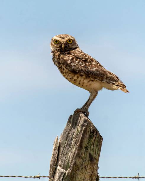 istock Owl on fence 1160844684