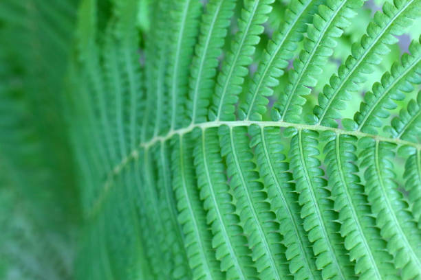 beautiful branch of a fern as background