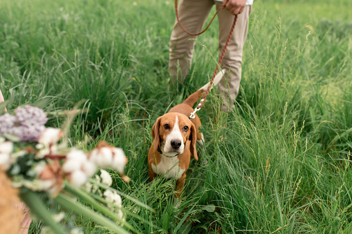 Young loving couple having fun and running on the green grass on the lawn with their beloved domestic dog breed Beagle and a bouquet of wildflowers.