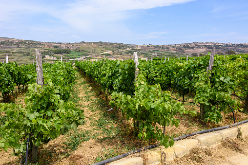 Grapevines in a vineyard in Gozo, Malta.