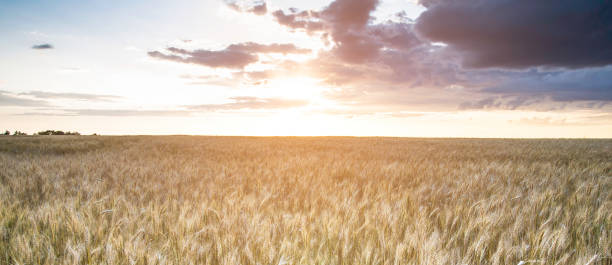 istock Wheat field in sunlight. Harvest or farm concept 1160847792