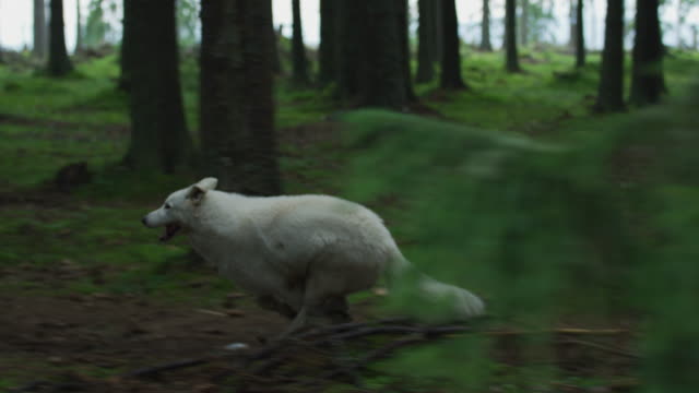 White dog running