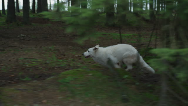 Dog running into the woods