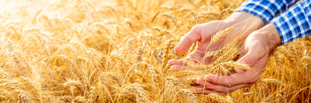 istock Farmer Holding Ripe Golden 1160849807