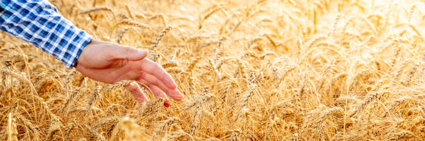 istock Farmer Touching Ripe Golden Wheat 1160849818