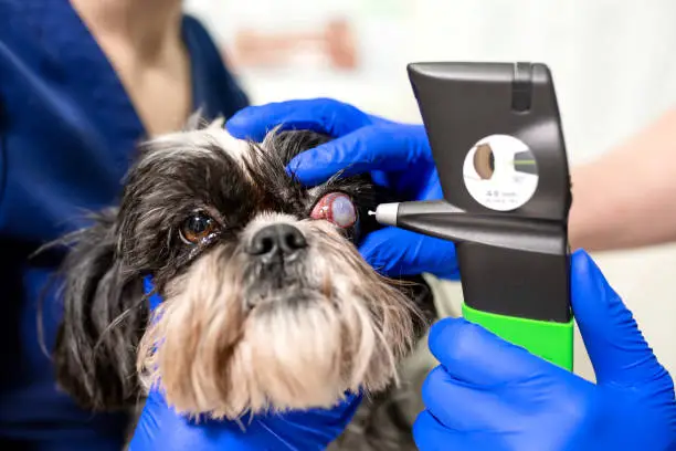 Photo of A veterinary ophthalmologist makes a medical procedure, examines a dog's eyes with the help of an ophthalmologic veterinary tonometer at a veterinary clinic. Examination of a dog with an injured eye