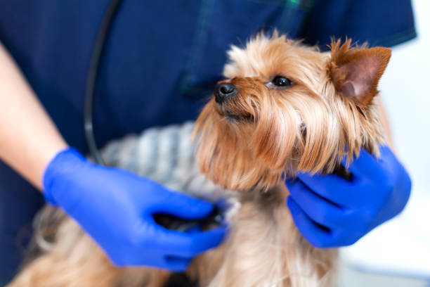 istock Professional vet doctor examines a small dog breed Yorkshire Terrier using a stethoscope. A young male veterinarian of Caucasian appearance works in a veterinary clinic. Dog on examination at the vet 1160849946