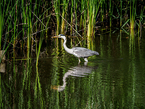 A gray heron, ardea cinerea jouyi, wades in a shallow pond in a Japanese forest park.