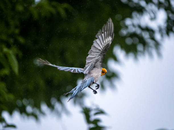 istock Azure-winged magpie flying with fruit in its beak 1160850089