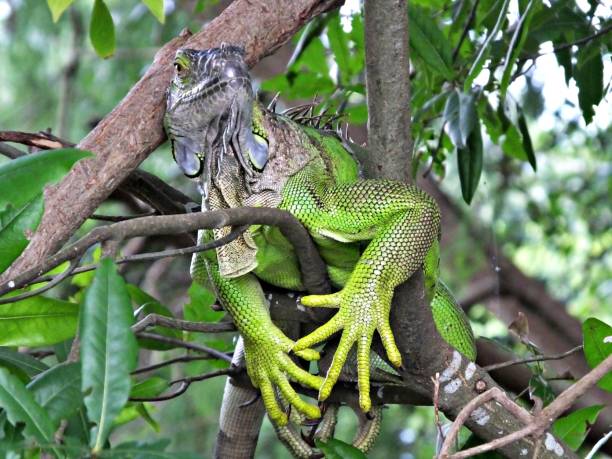 istock Green Iguana (Iguana iguana) resting in the tree 1160850288