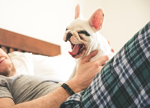 Man cuddles his French Bulldog puppy in bed