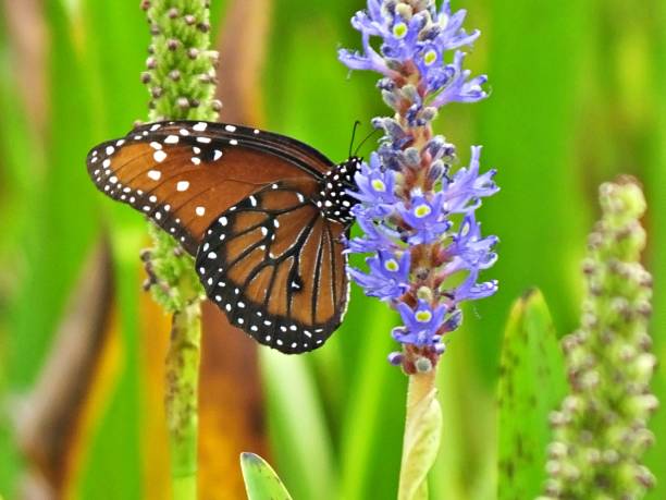 istock Monarch Butterfly (Danaus plexippus) on a Pickleweed flower 1160851137