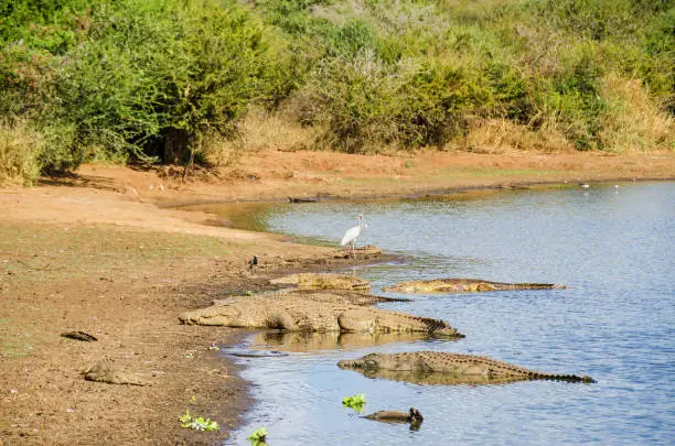 Nile Crocodiles (Crocodylus niloticus)  and African spoonbill (Platalea alba) on the banks of the Sabie River, one of the most biologically diverse rivers in South Africa