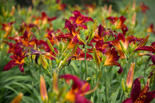 istock Bunch of flowers 1160858494