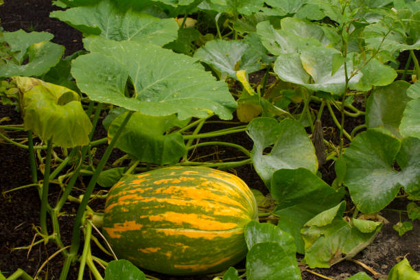 istock pumpkin in the garden 1160859091