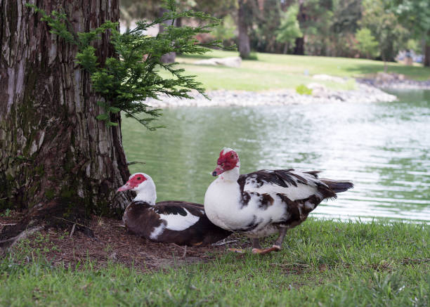 couples de canard de muscovy par l'étang - fuligule a tete rouge photos et images de collection