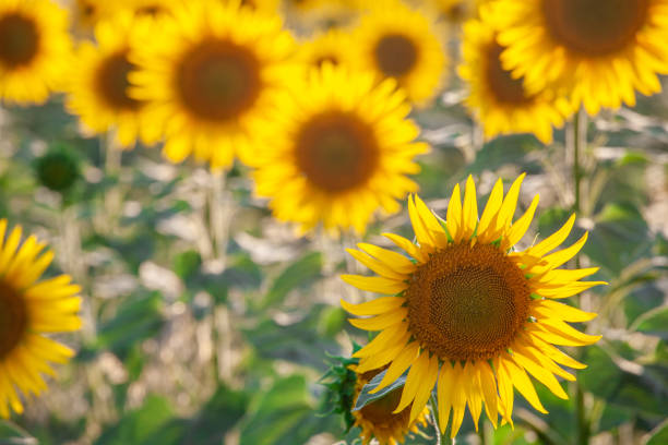 istock field of blooming sunflowers on a background 1160860637