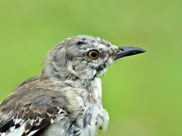 istock Northern Mockingbird (Mimus polyglottos) portrait 1160862206