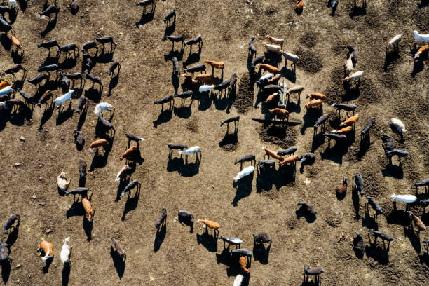 istock Beef Cattle Aerial View, USA 1160862530